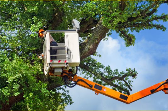 Worker in a cherry picker at the top of a tree.