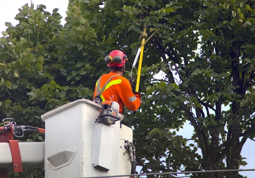 Vegetation management worker trims trees to improve grid reliability.